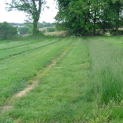 Hard Fescue Grass Seeds