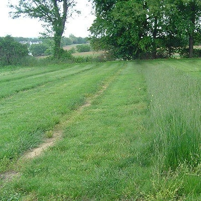 Hard Fescue Grass Seeds - Image 4