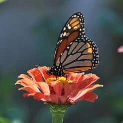 Monarch Butterfly Annual Wildflower Seed Collection