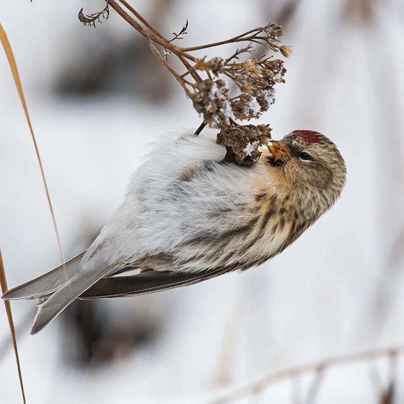 New Vintage⢠Red Yarrow - Image 2
