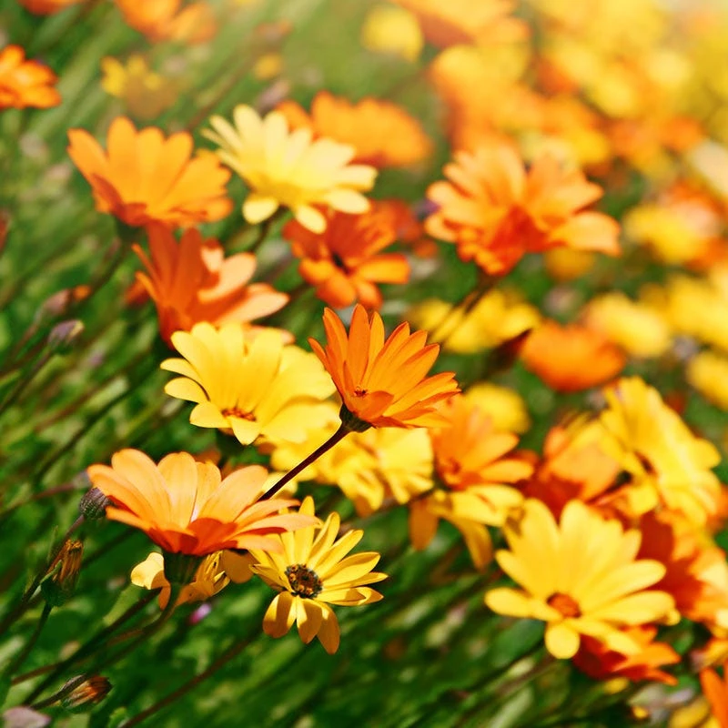 African Daisy Seeds - Image 10