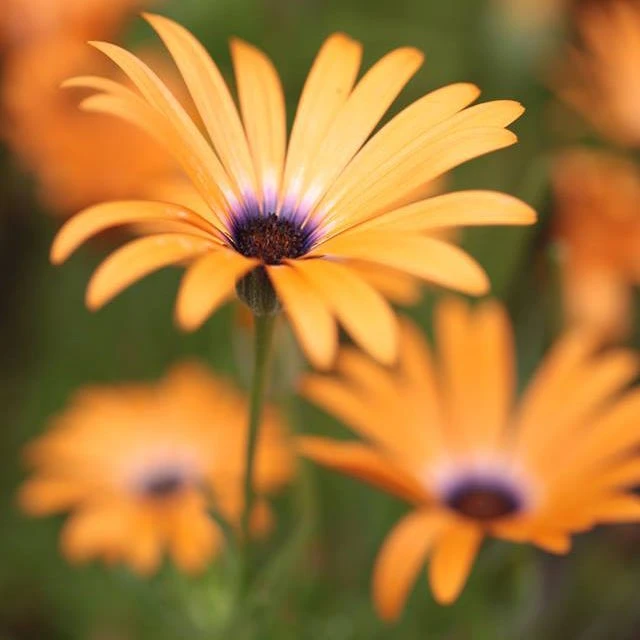 African Daisy Seeds - Image 8