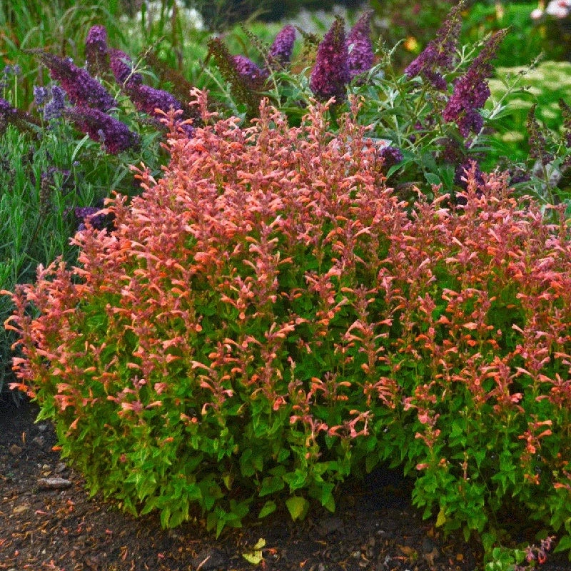 Mango Tango Hyssop - Image 2