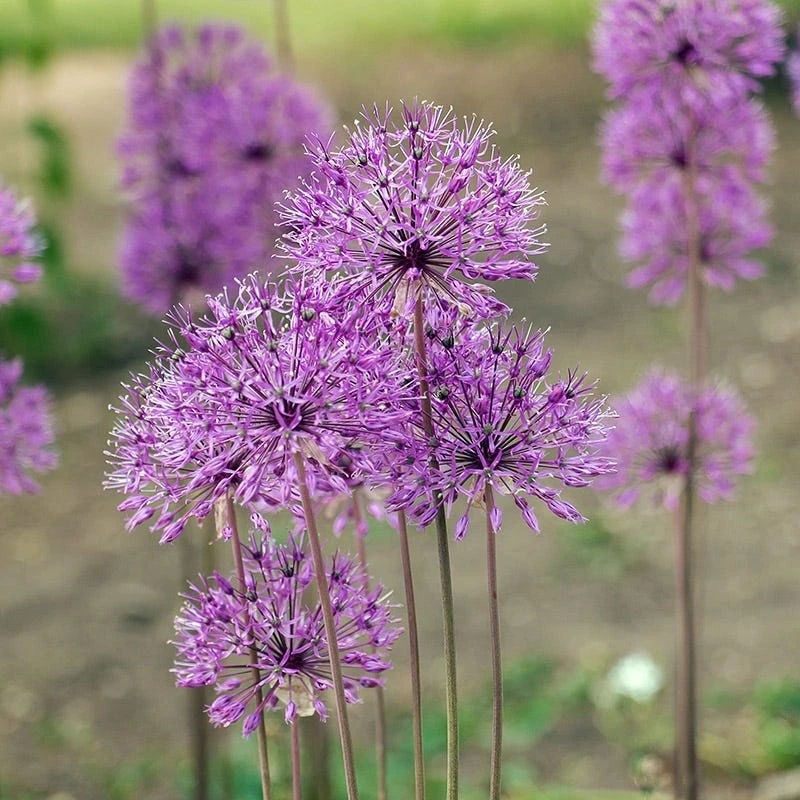 Violet Beauty Allium