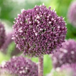 Summer Drummer Allium