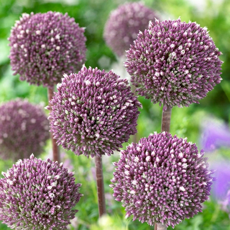 Summer Drummer Allium - Image 2