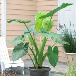 Upright Elephant Ears