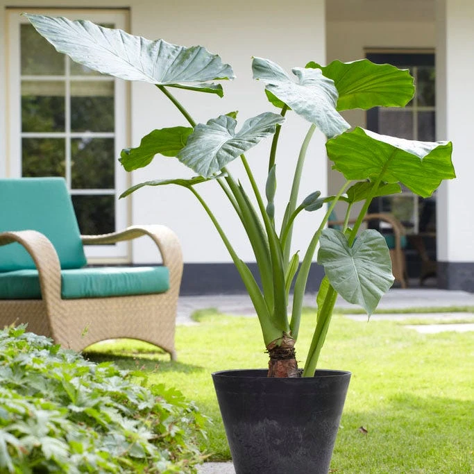 Upright Elephant Ears - Image 3