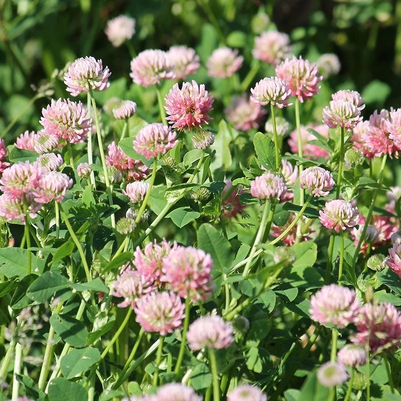 Alsike Clover Seeds - Image 3