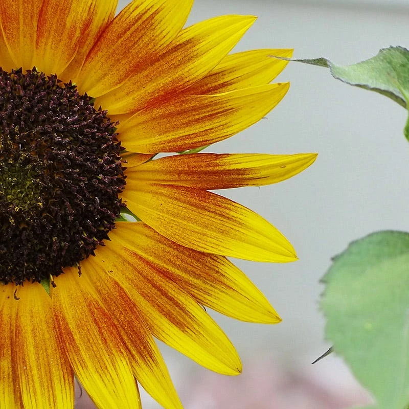 Sunflower Seeds Autumn Beauty - Image 7