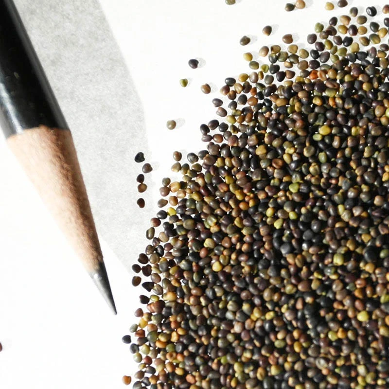 Alsike Clover Seeds - Image 2