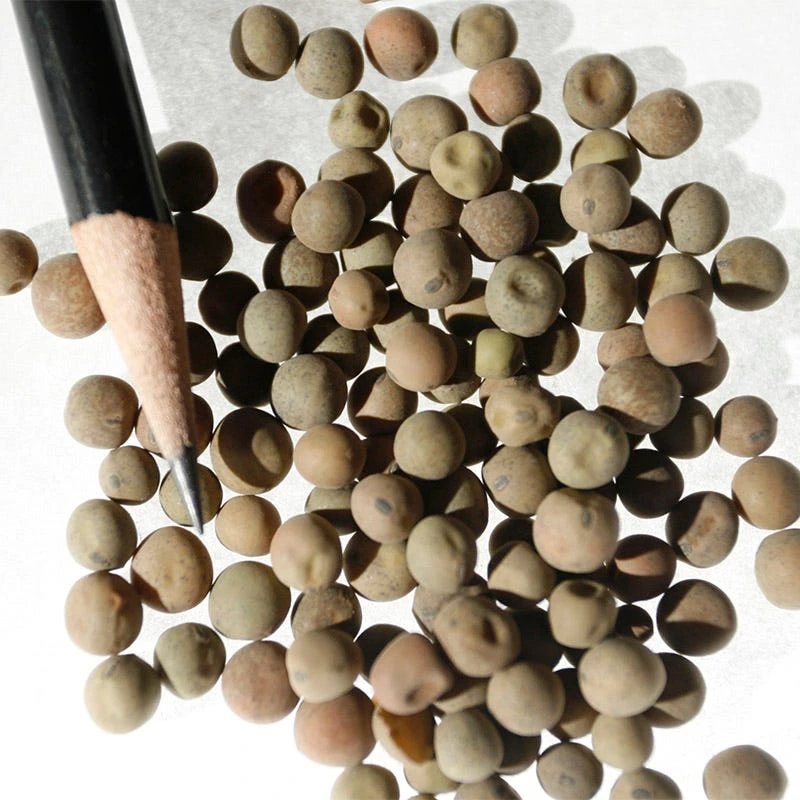 Austrian Winter Pea Seeds - Image 4