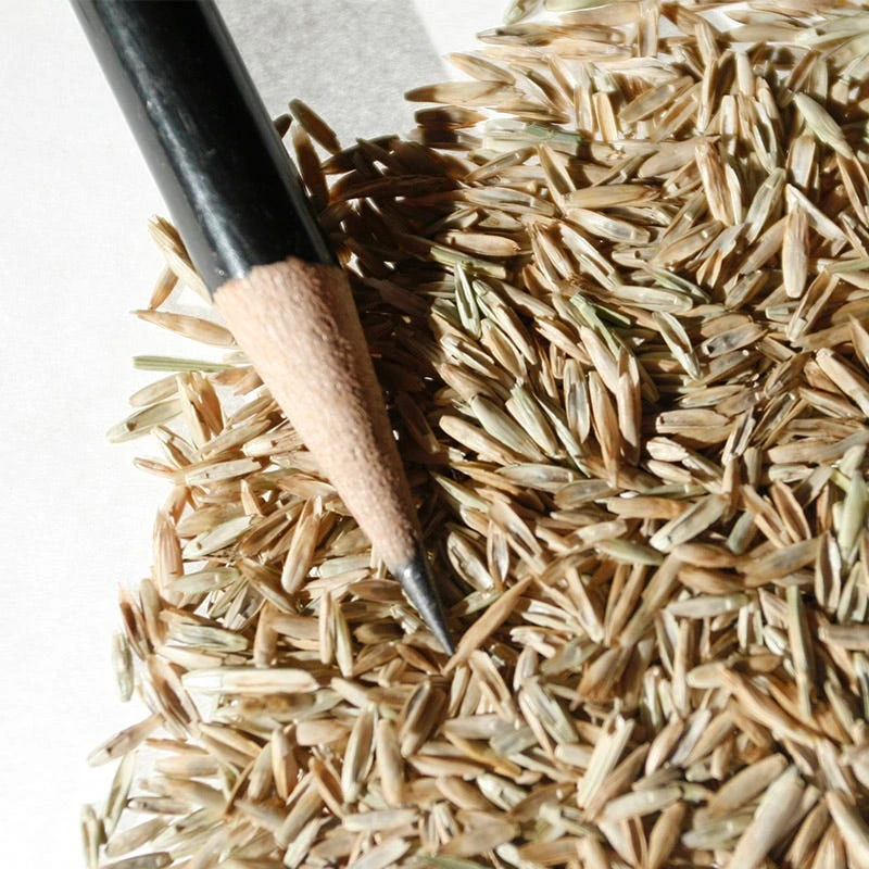 Perennial Rye Grass Seeds - Image 4