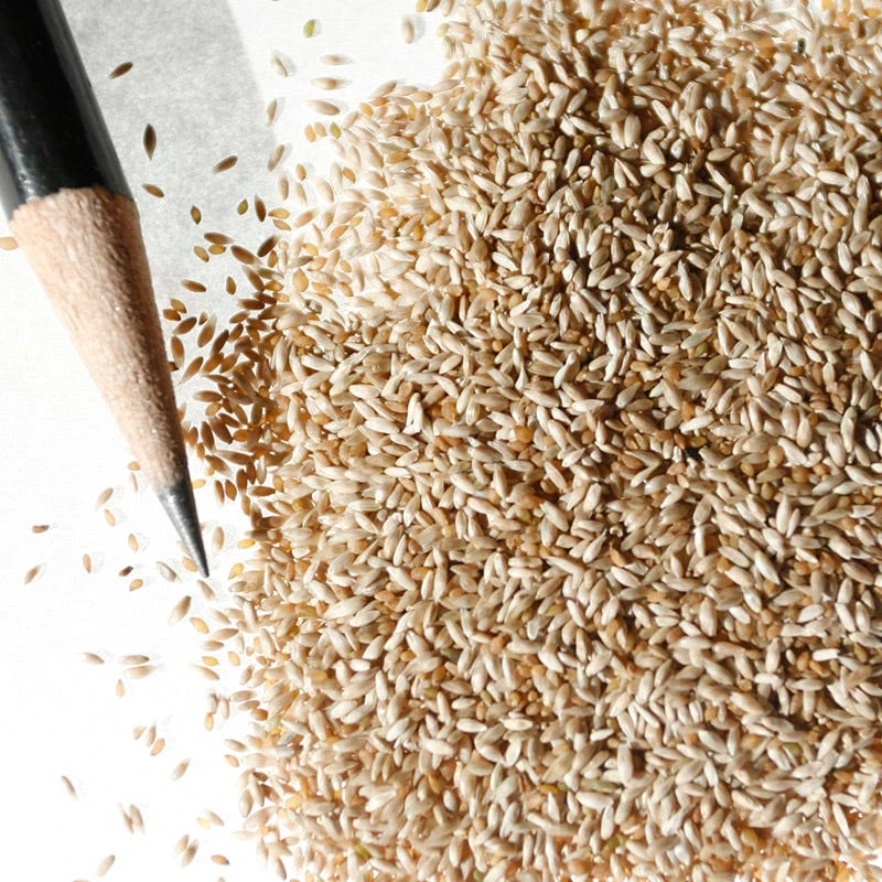 Timothy Grass Seeds - Image 5