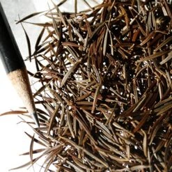 Sulphur Cosmos Seeds