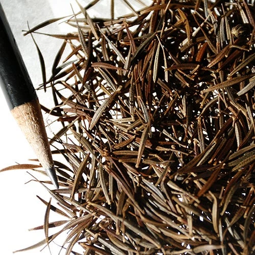 Sulphur Cosmos Seeds Dwarf Lemon - Image 2