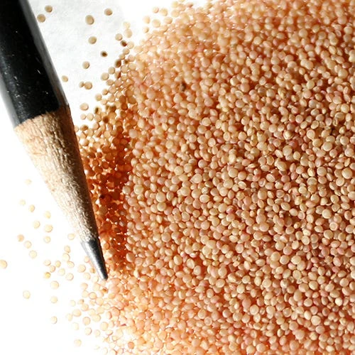 Love Lies Bleeding Seeds - Image 2