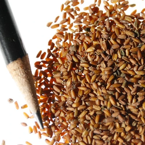 Siberian Wallflower Seeds - Image 2