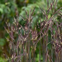 Blackhawks Big Bluestem Grass