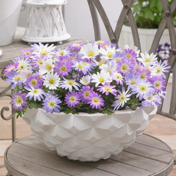 Anemone Blanda Mix - Image 3