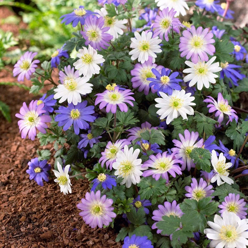 Anemone Blanda Mix - Image 4