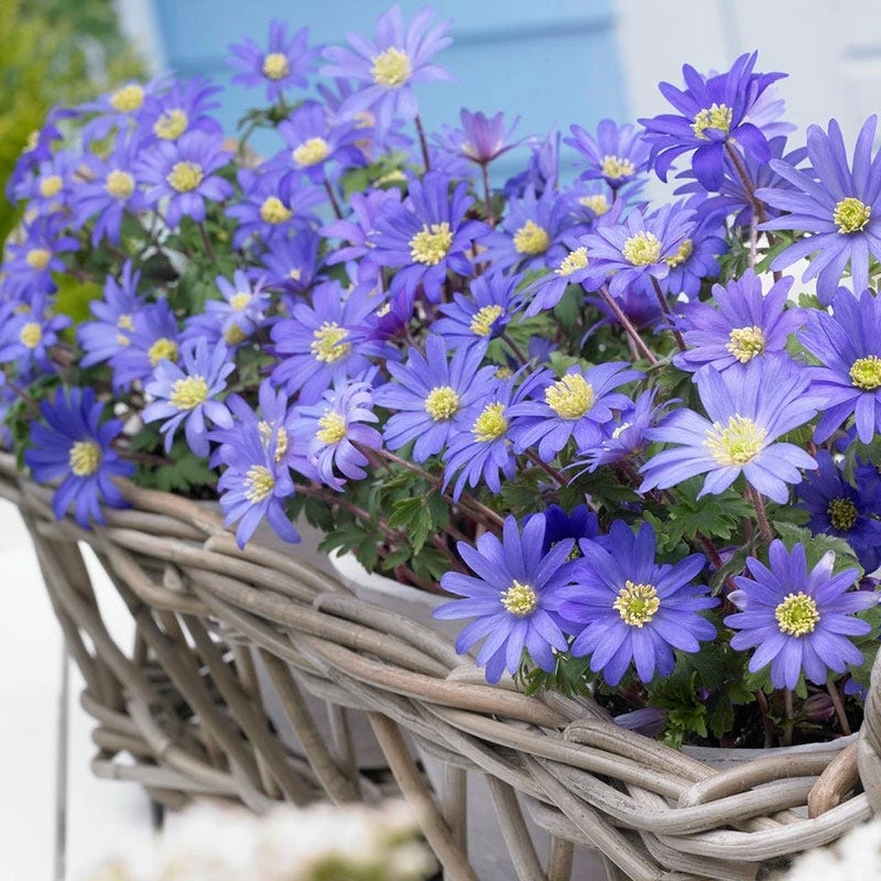 Blue Shades Anemone - Image 2