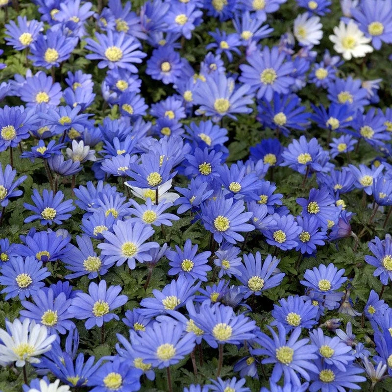 Blue Shades Anemone - Image 3