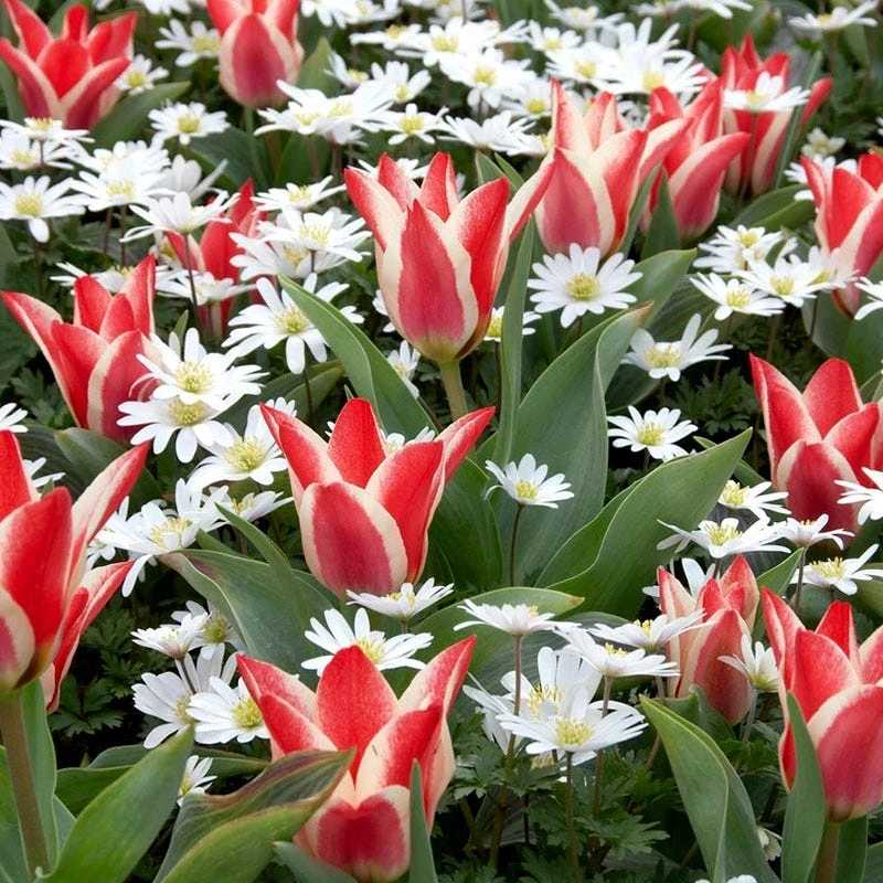 White Splendour Anemone - Image 3