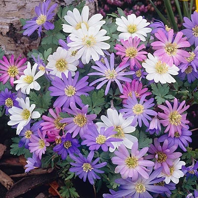 Anemone Blanda Mix
