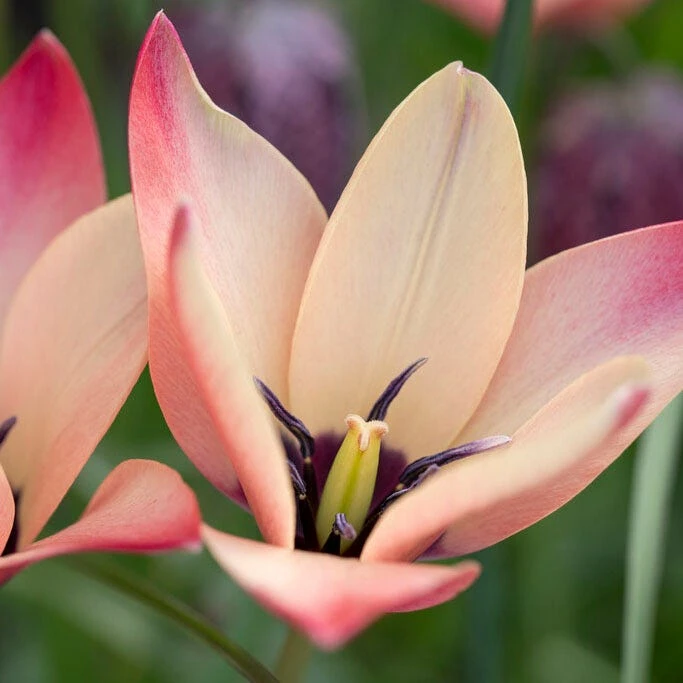 Annika Tulip - Image 5