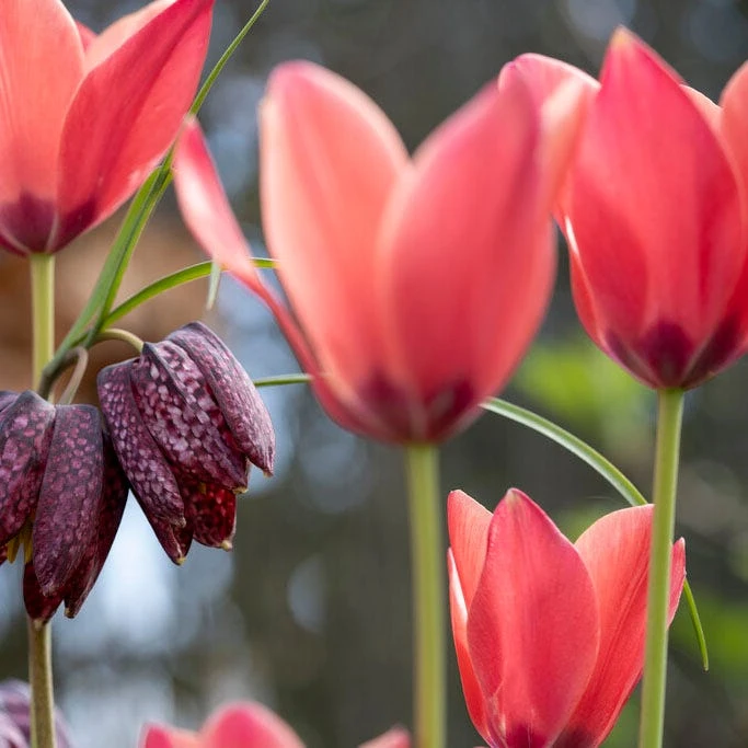 Annika Tulip - Image 3