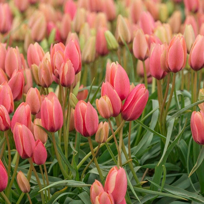 Annika Tulip - Image 2