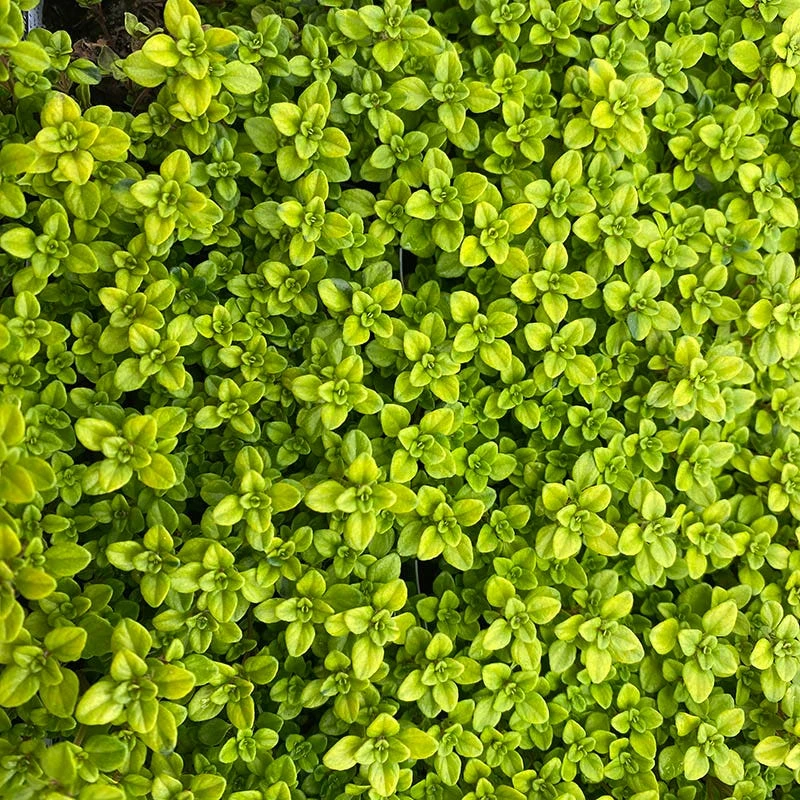 Archer's Gold Creeping Thyme