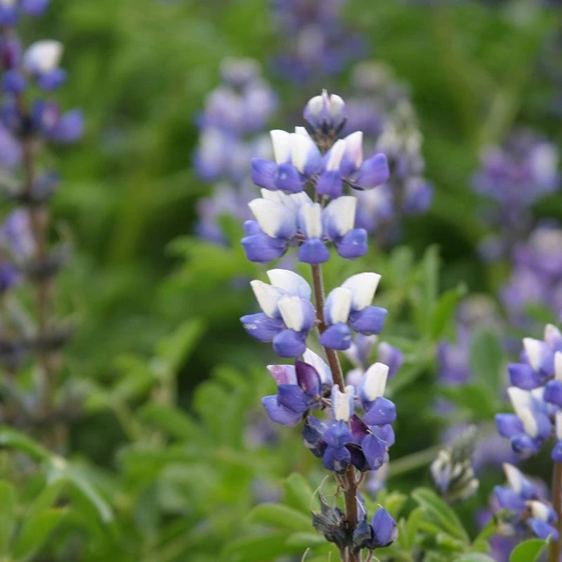 Blue Wildflower Seed Mix - Image 4