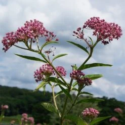 Swamp Milkweed Seeds