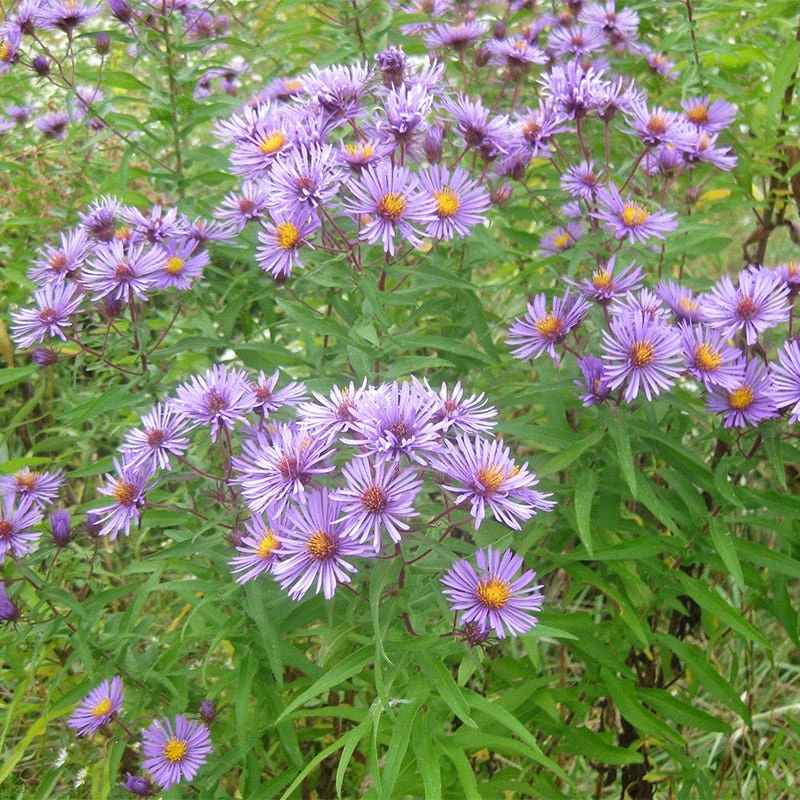Wet Meadow Wildflower Seed Mix - Image 3