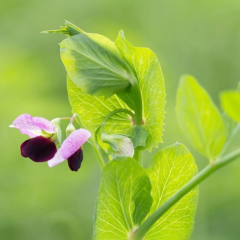 Austrian Winter Pea Seeds - Image 6
