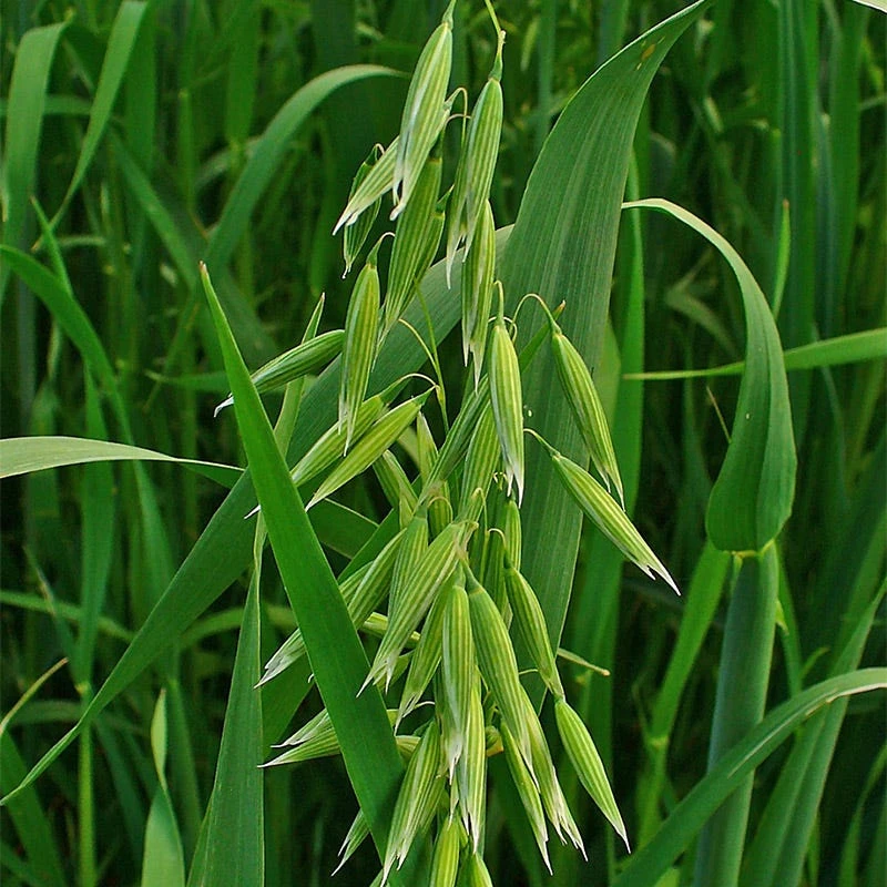 Wet Meadow Wildflower Seed Mix - Image 7