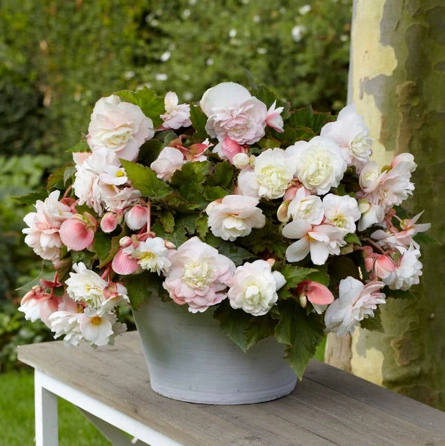 Angelique Fragrant Begonia - Image 2