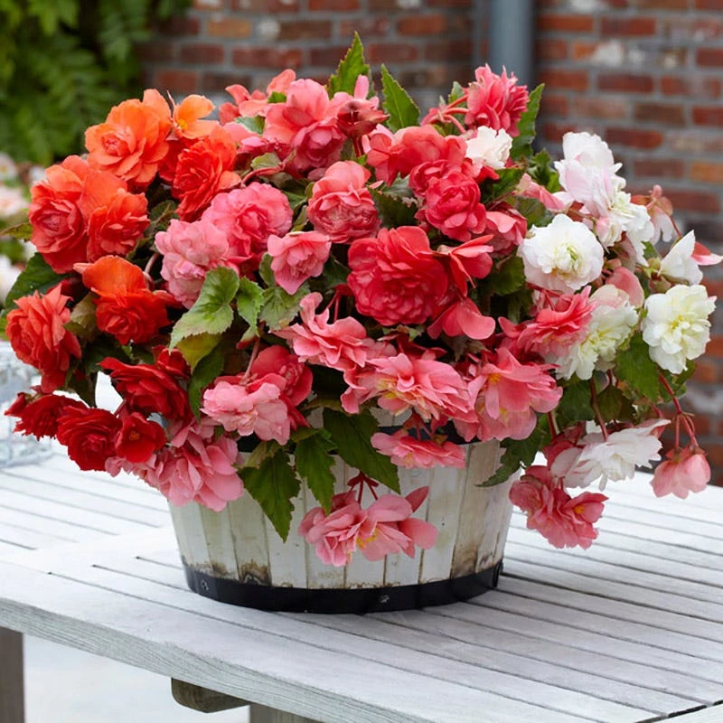 Odorata Begonia Mix - Image 3
