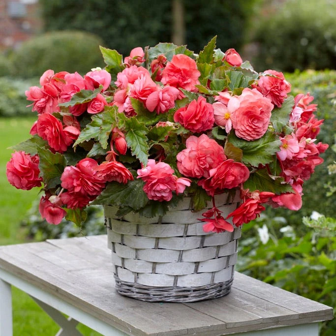 Pink Delight Fragrant Begonia