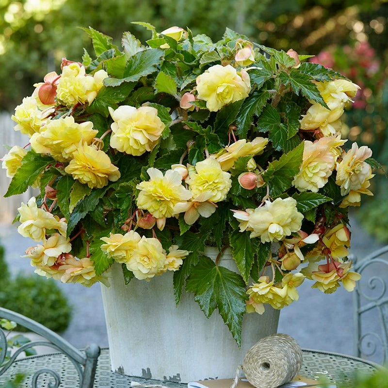 Sunny Dream Fragrant Begonia