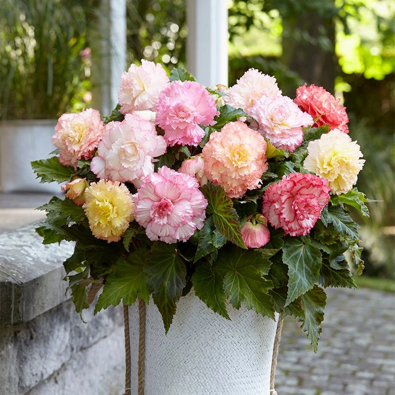 Samba Pastel Begonia Mix - Image 2