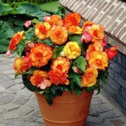 Yellow-Red Picotee Begonia