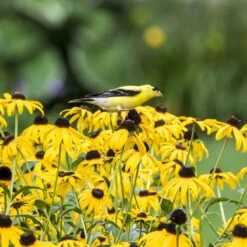Goldsturm Black Eyed Susan