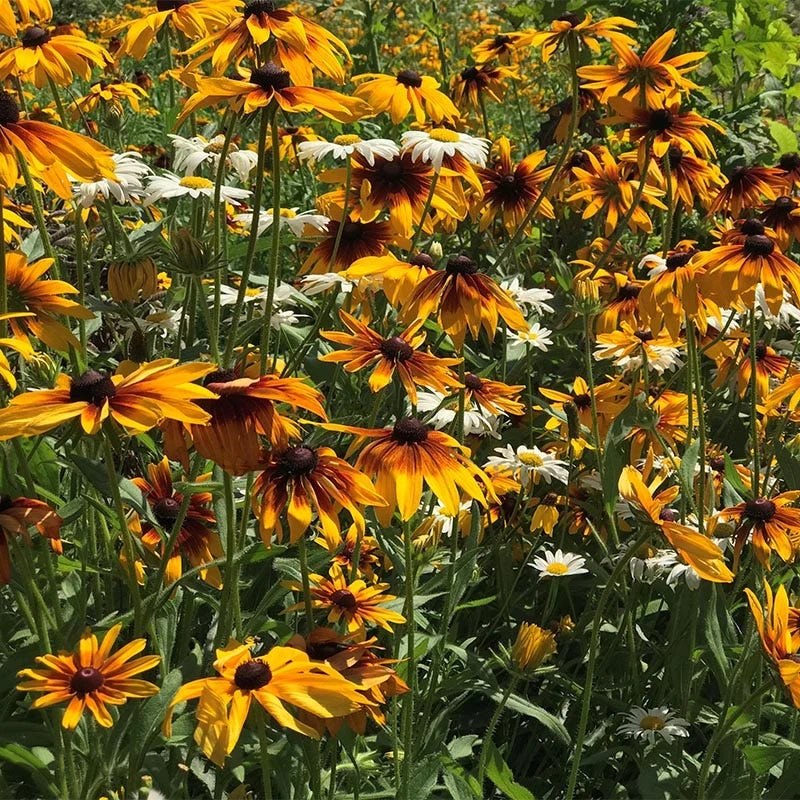 Gloriosa Daisy Seeds - Image 7