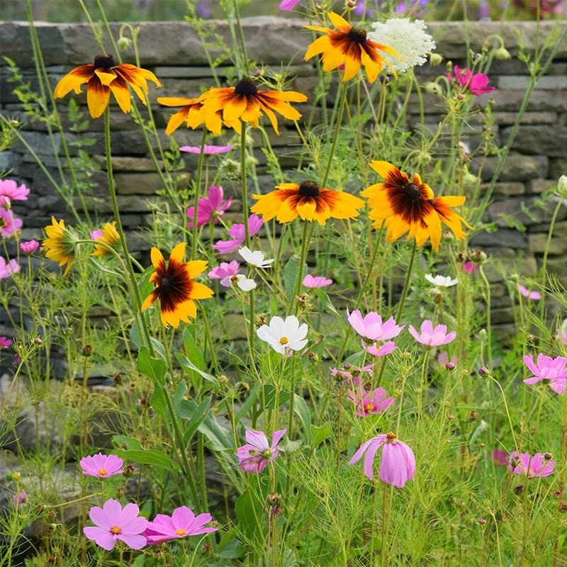 Gloriosa Daisy Seeds - Image 5