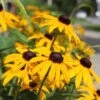 Black Eyed Susan