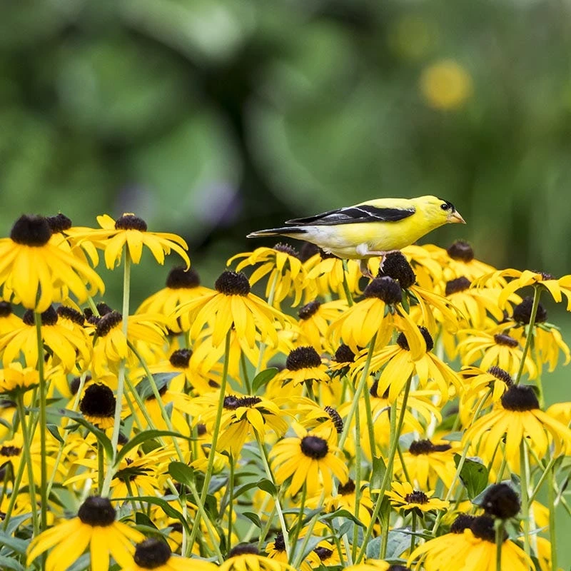 Black Eyed Susan - Image 3