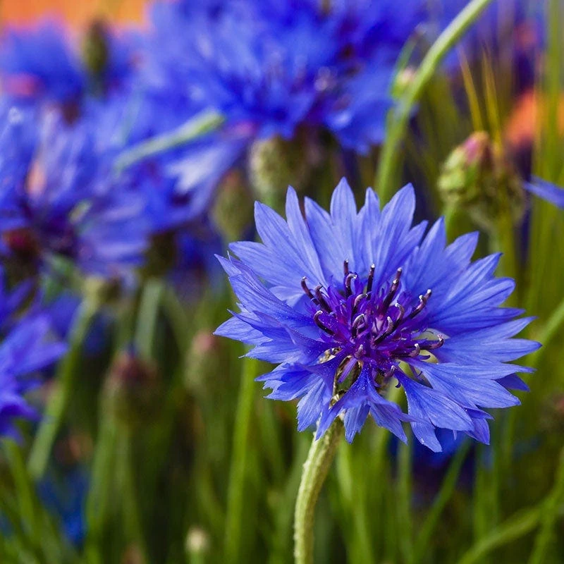 Blue Cornflower Or Bachelor Button Seeds - Image 10